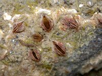 Sessilia sp