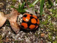 Adalia decempunctata 3, Tienstippelig lieveheersbeetje, Saxifraga-Sytske Dijksen