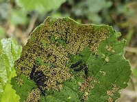 Larvae of Alder leaf beetle (Agelastica alni) eating leaf of Common alder (Alnus glutinosa)  Larvae of Alder leaf beetle (Agelastica alni) eating leaf of Common alder (Alnus glutinosa) : larva, larvae, alder leaf beetle, beetle, beetles, Agelastica alni, eating, leaf, leaves, common alder, alder, alnus, Alnus glutinosa, black, insect, bug, animal, wild, invertebrate, wildlife, zoology, biology, nature, natural, summer, summertime, no people, nobody, outside, outdoor, outdoors