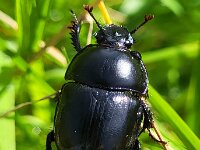 Anoplotrupes stercorosus 4, Bosmestkever, Saxifraga-Ben Delbaere
