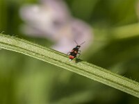 Anthocomus fasciatus 3, Dubbelgevlekte basterdweekschildkever, Saxifraga-Jan van der Straaten
