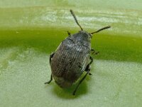 Bruchidius cf villosus 2, Bremzaadkever, Saxifraga-Ab H Baas