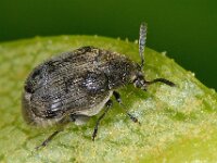 Bruchidius villosus 4, Bremzaadkever, Saxifraga-Ab H Baas