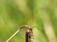 Cantharis flavilabris