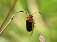 Cantharis flavilabris 2, Saxifraga-Ben Delbaere