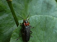 Cantharis fusca 8, Donker soldaatje, Saxifraga-Ed Stikvoort : Notre Dame de l'Hermitage Pierre-sur-Haute Vallée de Fossat s990