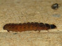 Cantharis sp