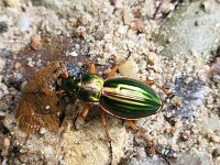 Carabus auratus 3, Gouden schallebijter, Saxifraga-Ben Delbaere