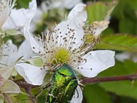 Beetle  Rose chafer (Cetonia aurata) on flowers of Blackberry (Rubus sp.)  Beetle  Rose chafer (Cetonia aurata) on flowers of Blackberry (Rubus sp.) : Cetonia aurata, chafer, green rose chafer, rose chafer, beetle, green, gold, blackberry, eating, insect, animal, wild animal, foraging, beauty, beauty in nature, single animal, natural, outside, outdoors, summer, summertime, wing, wings, nature, outdoor, flower, flowers, white, flora, floral