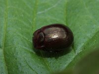 Chrysolina staphylaea