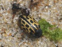 Chrysomela vigintipunctata 2, Gevlekte wilgenhaantje, Saxifraga-Sytske Dijksen