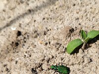 Cicindela campestris 15, Groene zandloopkever, Saxifraga-Ben Delbaere