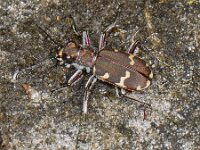 Cicindela hybrida, Northern Dune Tiger Beetle