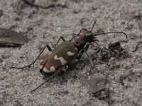 Cicindela hybrida 14, Bastaardzandloopkever, Saxifraga-Rutger Barendse