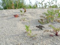 Cicindela hybrida 18, Bastaardzandloopkever, Saxifraga-Mark Zekhuis