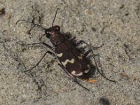 Cicindela hybrida 19, Bastaardzandloopkever, Saxifraga-Peter Meininger
