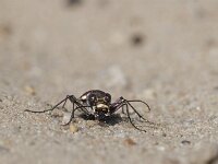 Cicindela hybrida 20, Bastaardzandloopkever, Saxifraga-Mark Zekhuis