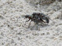 Cicindela hybrida 21, Bastaardzandloopkever, Saxifraga-Mark Zekhuis