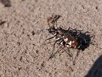 Cicindela hybrida 22, Bastaardzandloopkever, Saxifraga-Hans Dekker