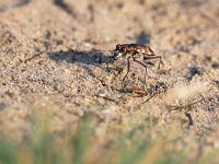 Cicindela hybrida 23, Bastaardzandloopkever, Saxifraga-Tom Heijnen