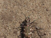 Cicindela hybrida 28, Bastaardzandloopkever, Saxifraga-Jan Nijendijk