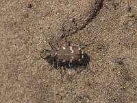 Cicindela hybrida 29, Bastaardzandloopkever, Saxifraga-Jan Nijendijk