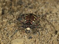 Cicindela hybrida 4, Bastaardzandloopkever, Saxifraga-Frits Bink