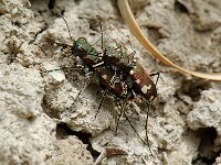 Cicindela hybrida 5, Bastaardzandloopkever, Saxifraga-Willem van Kruijsbergen