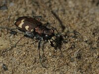 Cicindela hybrida 8, Bastaardzandloopkever, male, Saxifraga-Frits Bink