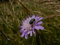 Cryptocephalus aureolus