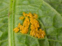 Gastrophysa viridula 5, Groen zuringhaantje, Saxifraga-Luc Hoogenstein