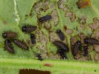 Gastrophysa viridula 6, Groen zuringhaantje, Saxifraga-Luc Hoogenstein