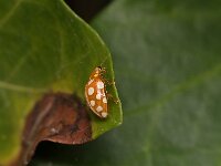 Halyzia sedecimguttata 5, Meeldauwlieveheersbeestje, Saxifraga-Tom Heijnen