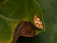 Halyzia sedecimguttata 6, Meeldauwlieveheersbeestje, Saxifraga-Tom Heijnen