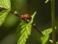 Harmonia axyridis f succinea 14, Veelstippelig Aziatisch lieveheersbeestje, Saxifraga-Jan van der Straaten