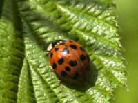 Harmonia axyridis f succinea 15, Veelstippelig Aziatisch lieveheersbeestje, Saxifraga-Jan van der Straaten