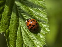 Harmonia axyridis f succinea 16, Veelstippelig Aziatisch lieveheersbeestje, Saxifraga-Jan van der Straaten