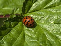 Harmonia axyridis f succinea 17, Veelstippelig Aziatisch lieveheersbeestje, Saxifraga-Jan van der Straaten
