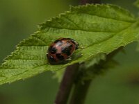 Harmonia axyridis f succinea 18, Veelstippelig Aziatisch lieveheersbeestje, Saxifraga-Jan van der Straaten