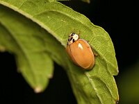 Harmonia axyridis f succinea 19, Veelstippelig Aziatisch lieveheersbeestje, Saxifraga-Tom Heijnen