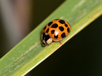 Harmonia axyridis f succinea 20, Veelstippelig Aziatisch lieveheersbeestje, Saxifraga-Tom Heijnen