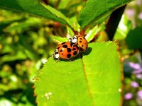 Harmonia axyridis f succinea 6, Veelstippig Aziatisch lieveheersbeestje, Saxifraga-Bart Vastenhouw