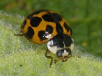 Harmonia axyridis 03 #10069 : Harmonia axyridis, Asian lady beetle, Veelkleurig Aziatisch lieveheersbeestje