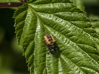Harmonia axyridis 50, Aziatisch lieveheersbeestje, Saxifraga-Jan van der Straaten