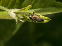 Harmonia axyridis 53, Aziatisch lieveheersbeestje, Saxifraga-Jan van der Straaten