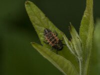 Harmonia axyridis 56, Aziatisch lieveheersbeestje, Saxifraga-Jan van der Straaten