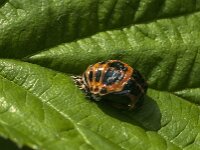 Harmonia axyridis 57, Aziatisch lieveheersbeestje, Saxifraga-Jan van der Straaten