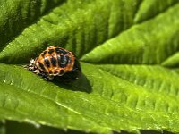Harmonia axyridis 59, Aziatisch lieveheersbeestje, Saxifraga-Jan van der Straaten