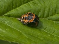 Harmonia axyridis 60, Aziatisch lieveheersbeestje, Saxifraga-Jan van der Straaten