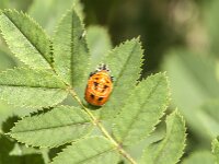 Harmonia axyridis 61, Aziatisch lieveheersbeestje, Saxifraga-Jan van der Straaten